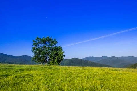 Tree on the field Stock Photos