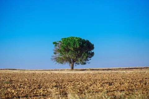 Tree in a field Stock Photos