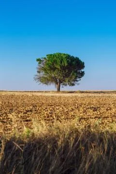 Tree in a field Foto stock