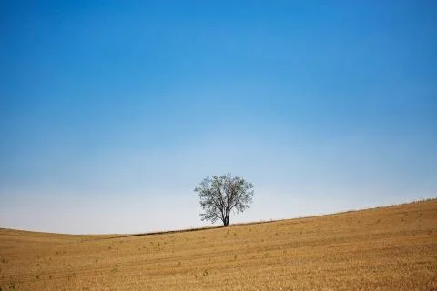 Tree in a field Stock-Fotos