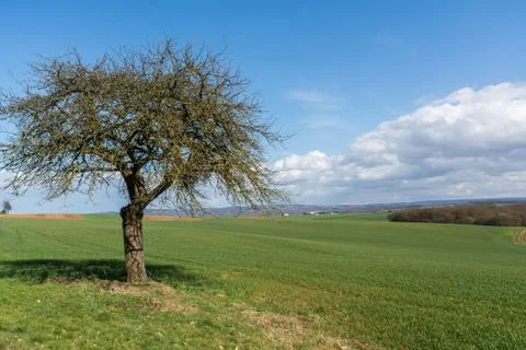 Tree on a field Fotos de archivo