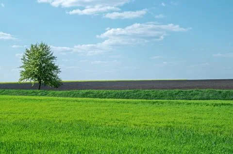 Tree in field Stock Photos