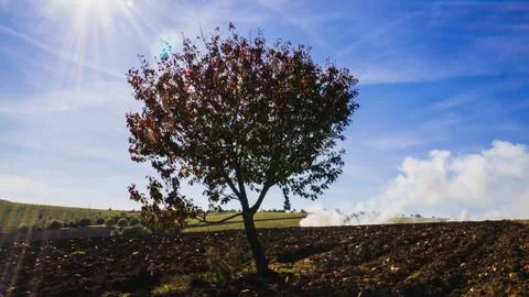 Tree in the field Foto stock
