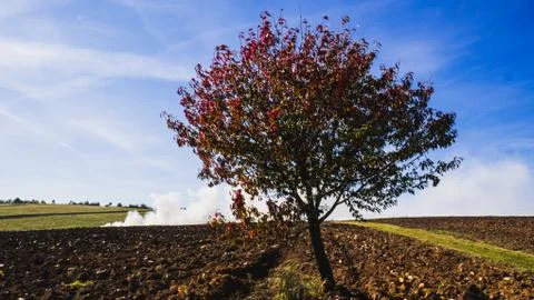 Tree in the field Stock Photos