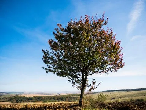 Tree in the field Stock Photos