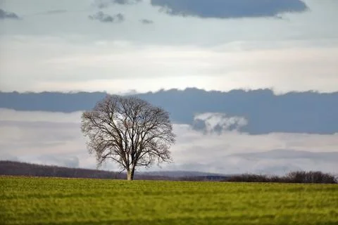 Tree on a field Stock Photos