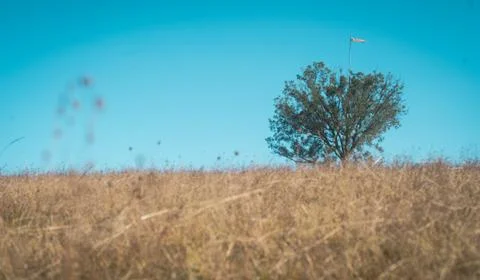 A tree on a field Stock Photos