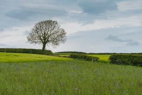 Tree in field 库存照片