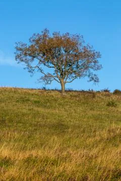 A Tree in a Field Stock Photos