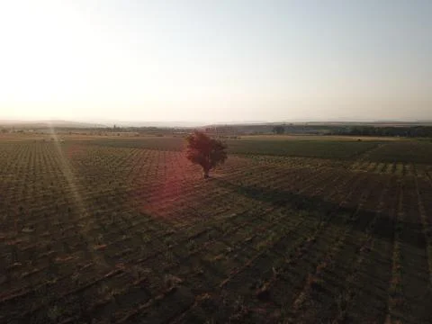 Tree on the field Stock Photos