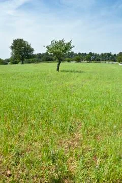 Tree on a Field Stock Photos