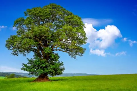 A tree in the field Stock Photos