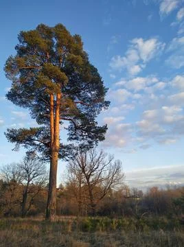A tree in a field Stock Photos