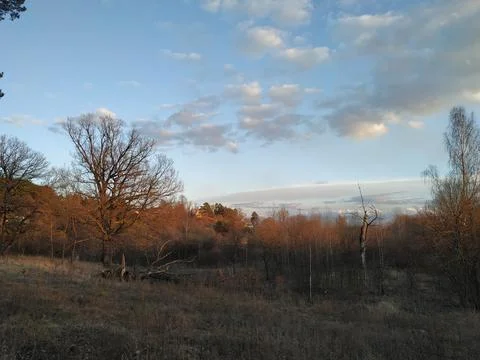 A tree in a field Stock Photos