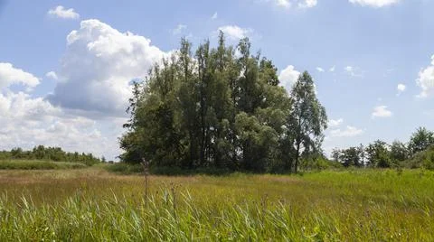 A tree in a field Stock Photos