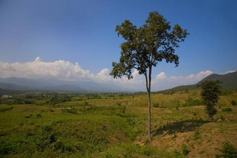 Tree In A Field Stock Photos