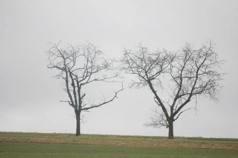 Tree on field Foto stock