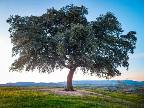 Tree in the field Stock Photos