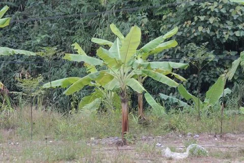 A tree in the field Stock Photos