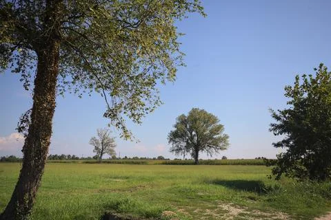 Tree in a field Stock Photos