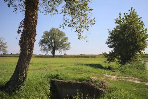 Tree in a field Stock Photos