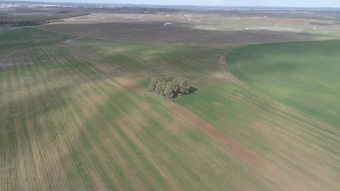 Tree field in Portugal Stock Footage 72666738