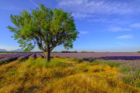 Tree in a field at Provence Stock Photos
