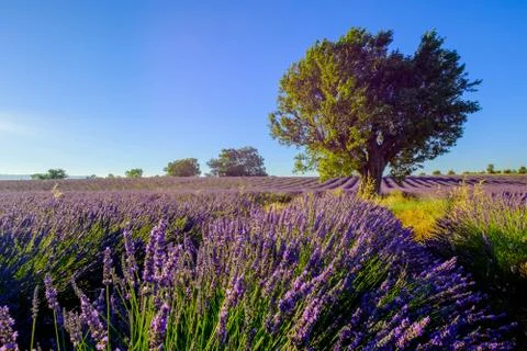 Tree in a field at Provence Stock Photos