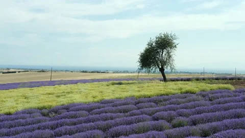 Tree in the field of purple lavender. Stock Footage 133369932