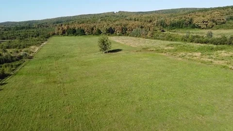 Tree in the field, quadcopter, forest, summer Stock Footage 149980852