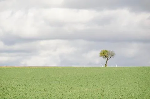 Tree on a field with road Stock Photos