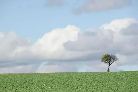 Tree on a field with road Stock Photos
