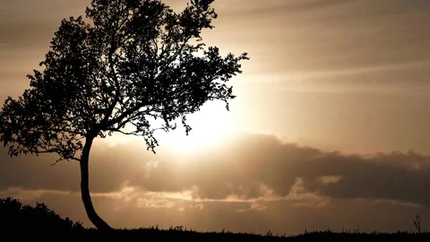 Tree Field Silhouettes Tree Silhouette Grass, Stock Footage 236951607