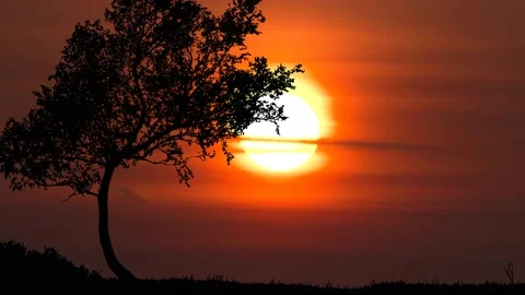 Tree Field Silhouettes Tree Silhouette Grass, Stock Footage 236973546