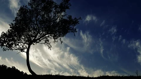 Tree Field Silhouettes Tree Silhouette Grass, Stock Footage 238082893