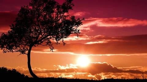 Tree Field Silhouettes Tree Silhouette Grass, Stock Footage 238388235