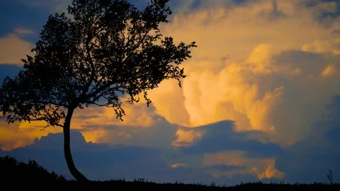 Tree Field Silhouettes Tree Silhouette Grass, Stock Footage 238397351