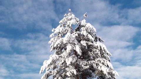 Tree in field snowing Stock Photos