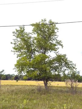 A tree in a field in summer Stock Photos