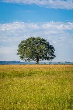 A Tree in a Field on a Summers Day Stock Photos