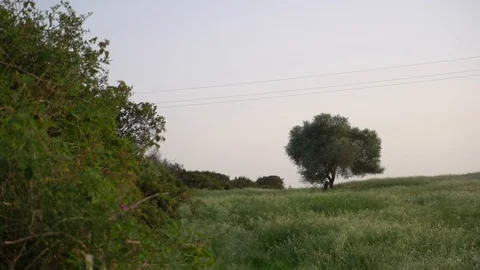 Tree in a field at sunset Stock Footage 93785318