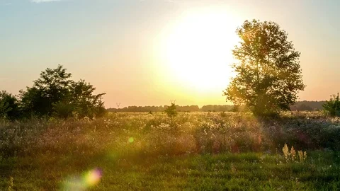 Tree on the field on sunset Stock Footage 98307595