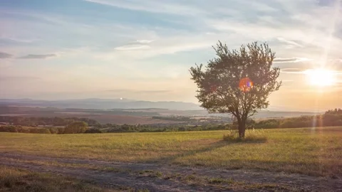 The tree is in the field at sunset. Stockbeeldmateriaal 203710823