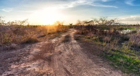 Tree in field with sunset Stock Photos