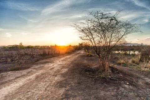 Tree in field with sunset Stock Photos