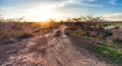 Tree in field with sunset Stock Photos