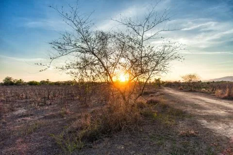 Tree in field with sunset Stock Photos