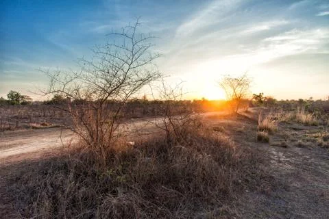 Tree in field with sunset Foto stock