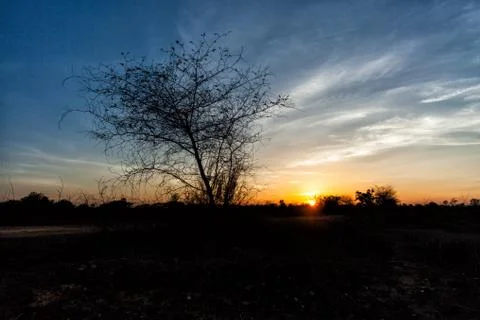 Tree in field with sunset Stock Photos
