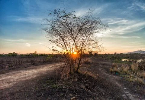 Tree in field with sunset Stock Photos